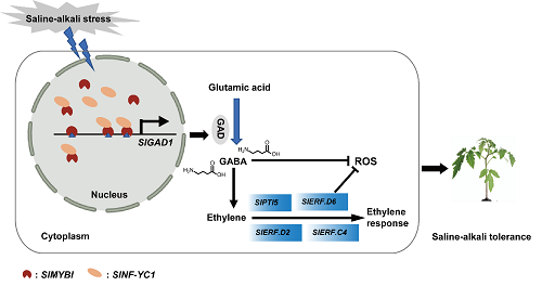 图1 SlNF-YC1-SlMYBI互作诱导GABA积累提高番茄耐盐碱性的工作模型png.png1.png