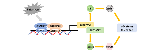 图22 SlGSTU43调节番茄耐盐性的机制.png