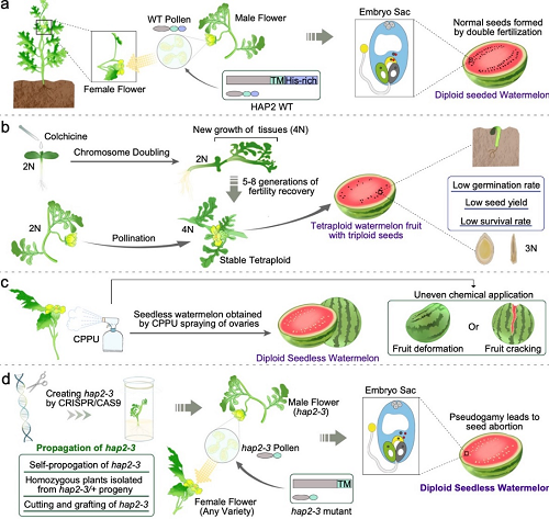 22图2. 利用二倍体无籽西瓜诱导系Clhap2创制无籽西瓜示意图.png