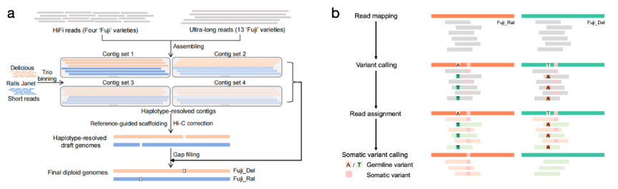 图1 a富士的二倍体基因组组装；b 基于二倍体基因组的变异检测流程.png