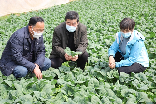 后稷新田园蔬菜专业合作社大棚日光温室菜心和芥蓝生产情况.JPG